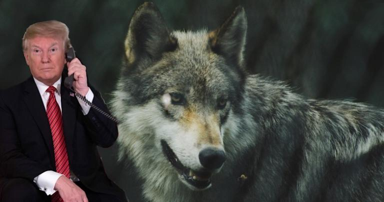 Donald Trump and a Wolf