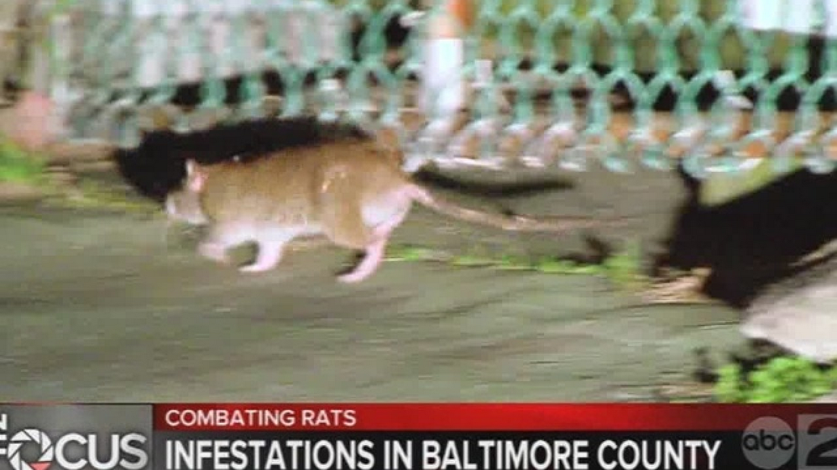 Rats on the Baltimore Streets