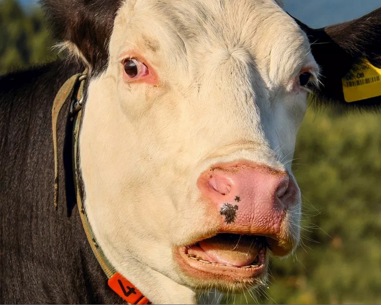 A surprised cow